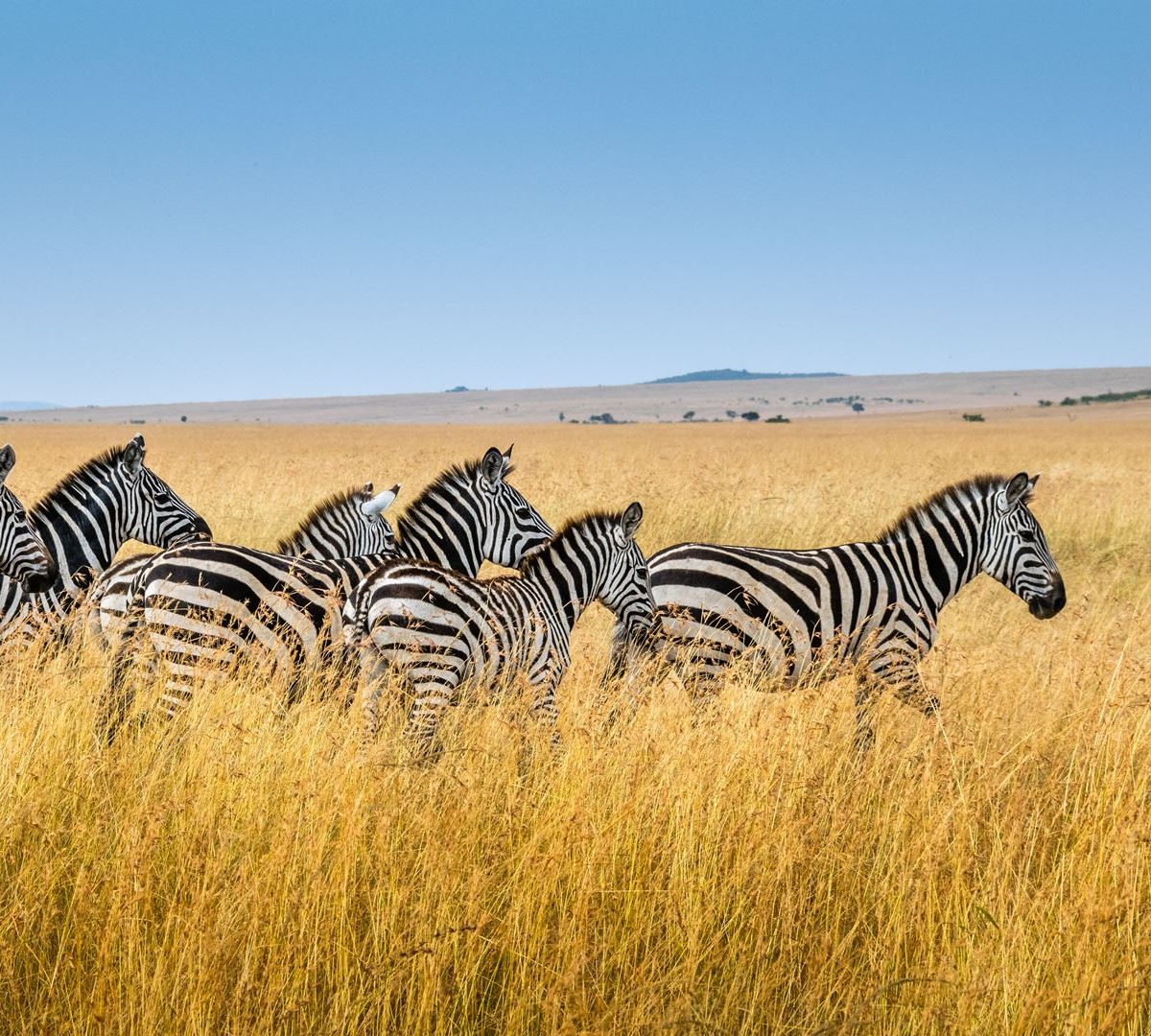 1-Day Tanzania Royal tour safari packages